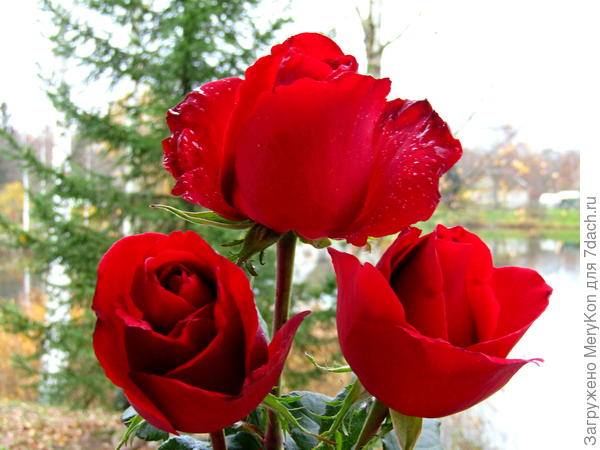 Ноябрь уж на носу, а розочки благоухают.