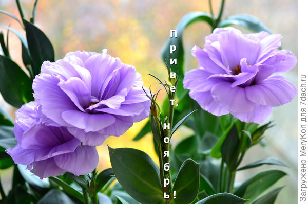 Эустома на балконе.