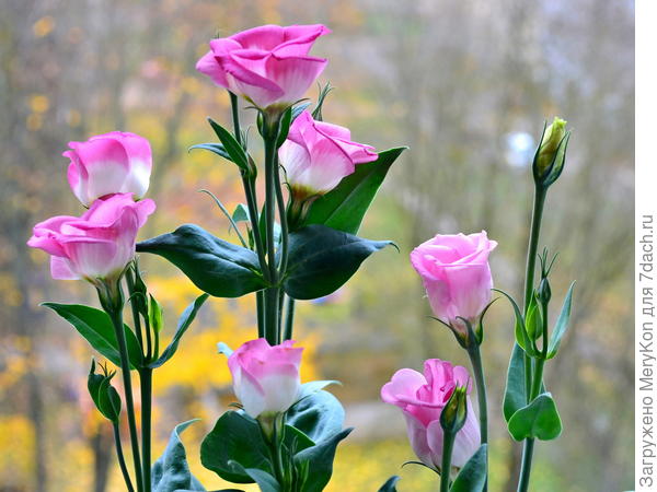 Эустома встретила ноябрь достойно)