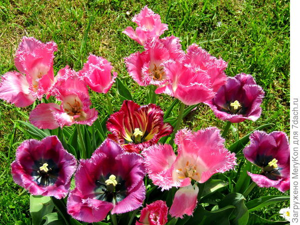 Даллас и Лайлак Кристал