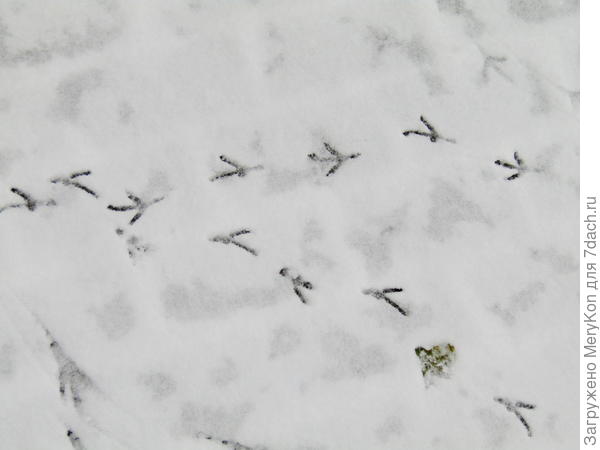 Летящая походка:)