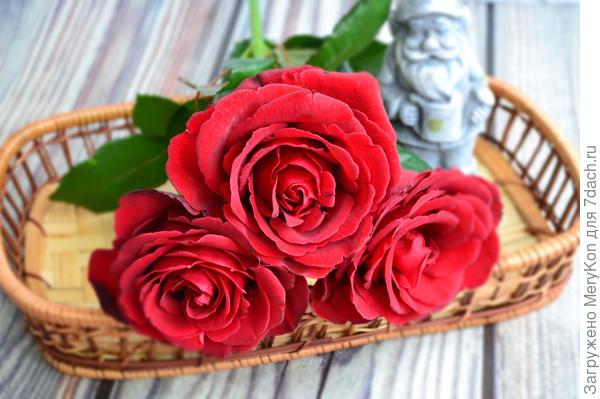 Розы в твою честь!