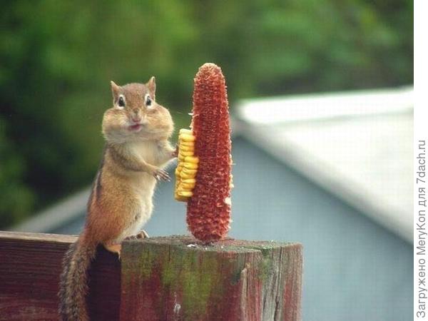 Торопится всё съесть до шести:)