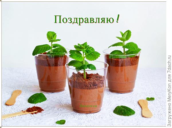 Поскольку мы еще и дачницы -сладкой рассады нам в подарок:)