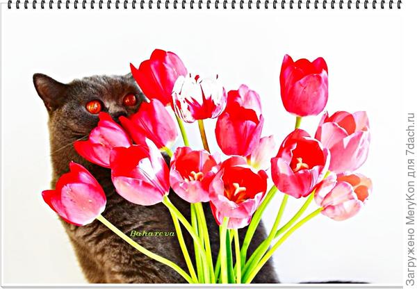 Кошачий месяц на дворе-ура, ура, ура!:)