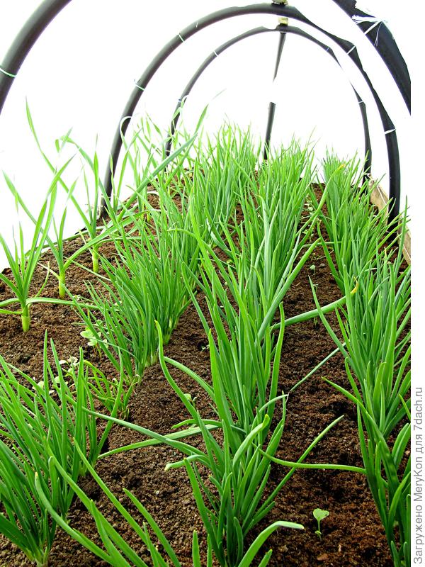 Витаминная бомба готова:)