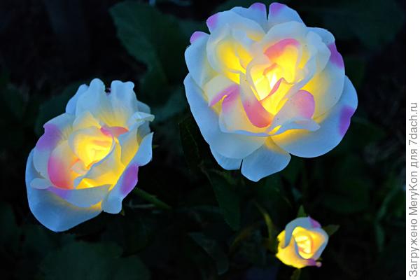 Это моя любимка.)