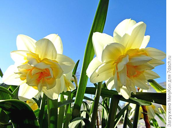 Сегодня у меня в саду в вашу честь такая красота!