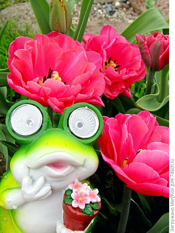 Тюльпаны у меня ( как я поняла) цветут в твою честь!)