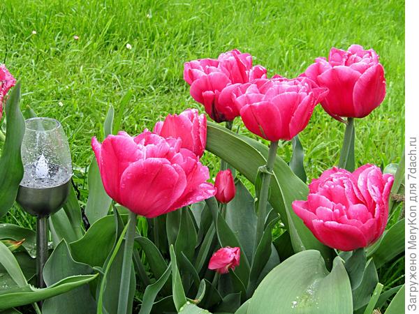 Весенняя радость.)