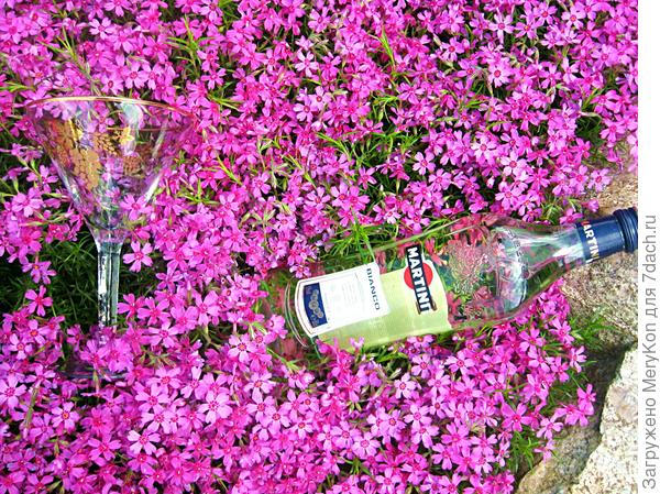 Совмещаем радости невинные с винными на фоне красоты:)