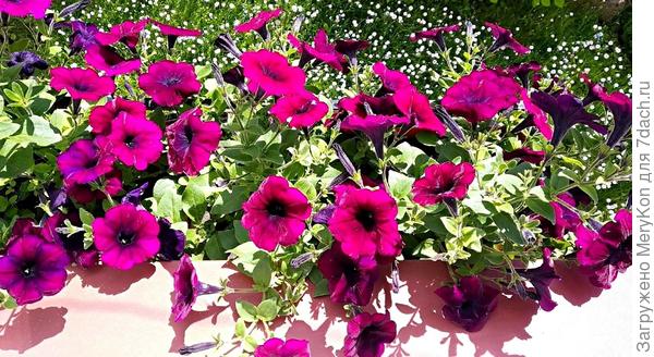 Тебе немного петунек из моего сада в ответ.)