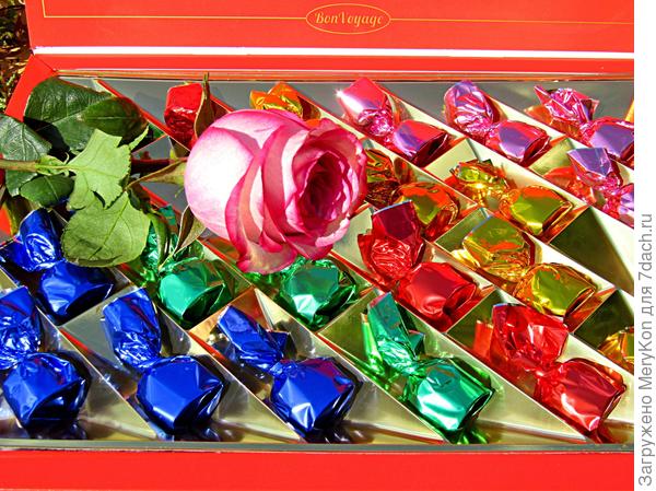 Тебе вкусняшек в ответ:)