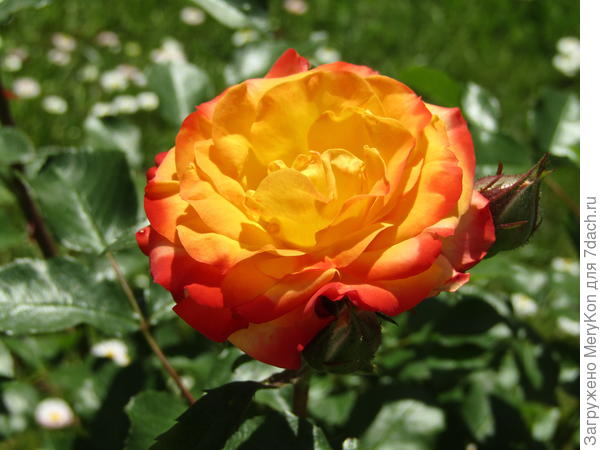 У нас уже розочки цветут.