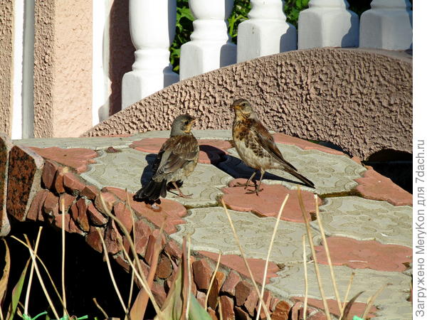 плохо видно, но ему принесли муху)