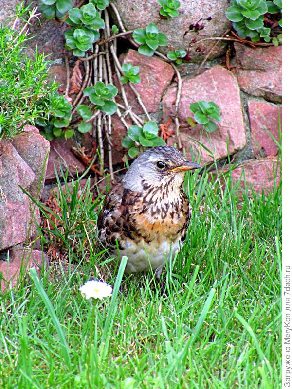 Уже окреп немного и...потом они улетели.