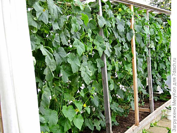 Фото от 1-го сентября. Как такое выкинуть?!