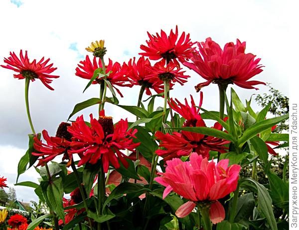 Этот сентябрьский букетик в вашу честь.)