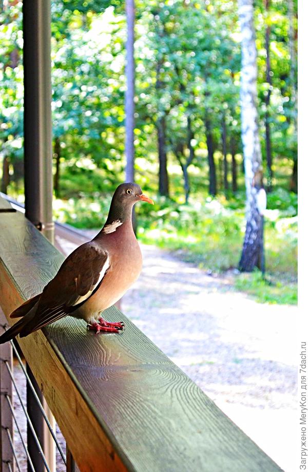 Красавчик вяхирь.