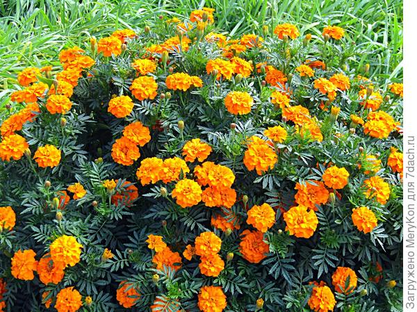 Мои необъятные)