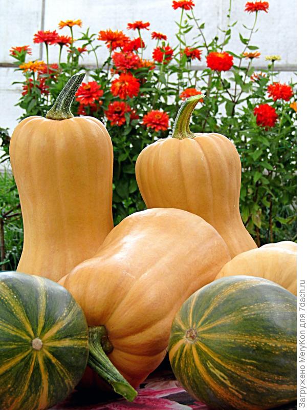 Желтенькая - это Матильда.