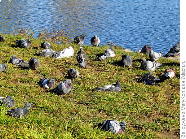 Сизари на привале:)