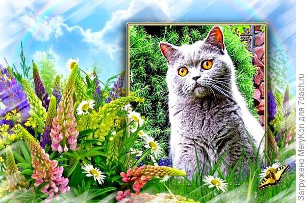 По призрачной лунной дорожке уходят на радугу кошки.(