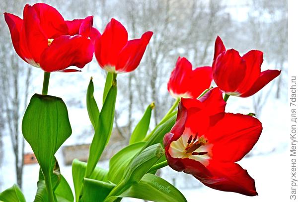 Танюшкам, королевам января!!)