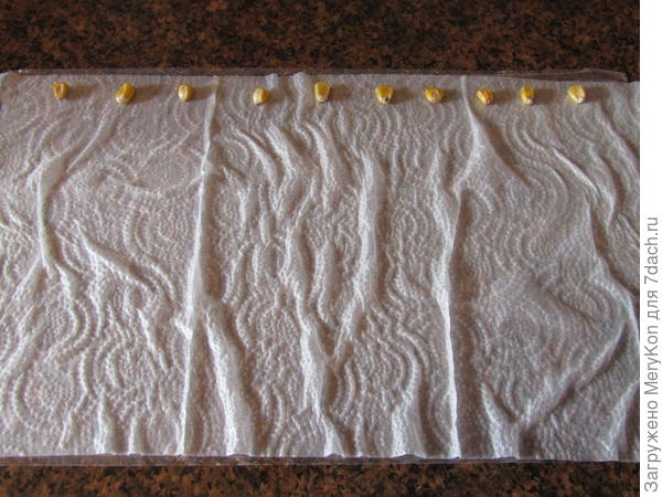 Пленка, бумага , зерно. 20-е апреля.