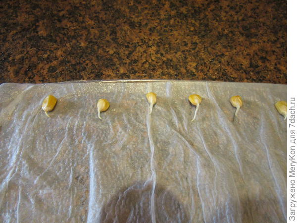 Через сутки , 21-го апреля вот такие корешки, надо сажать, а то еще через сутки вы их не поймаете.)