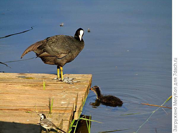 Трясогуска присела на мостик, мама сразу насторожилась.)