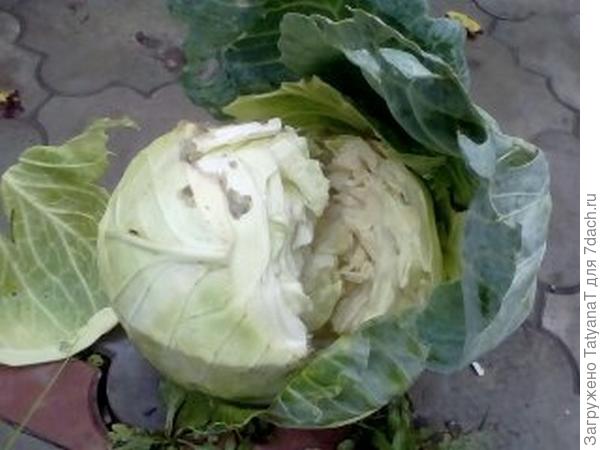 капуста