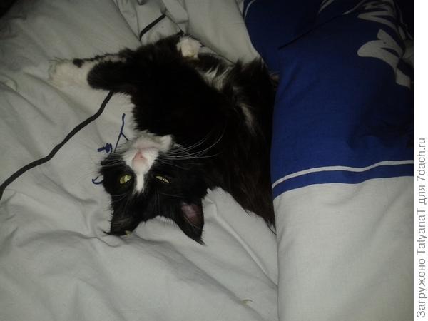 кошка