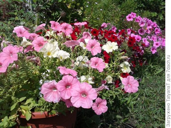 мои любимые петунии в контейнерах
