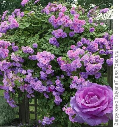 Violette Parfumee Gpt