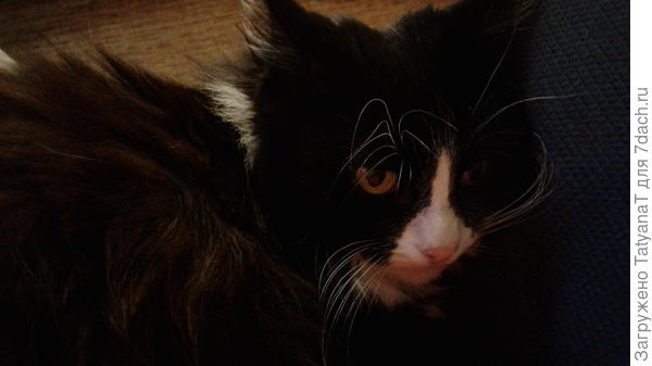 а это моя Алиса