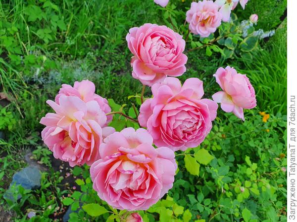 Джубили Селебрейшен. Моя любимица