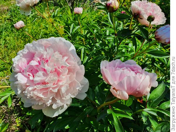 Думаю, что это Сара Бернар