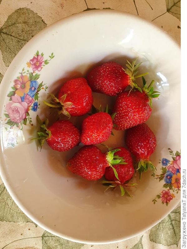 Первый урожай