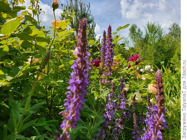 Шалфей и розы