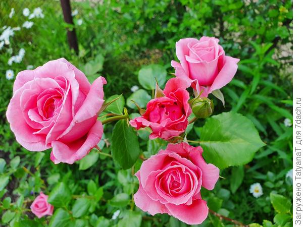 Безымянная