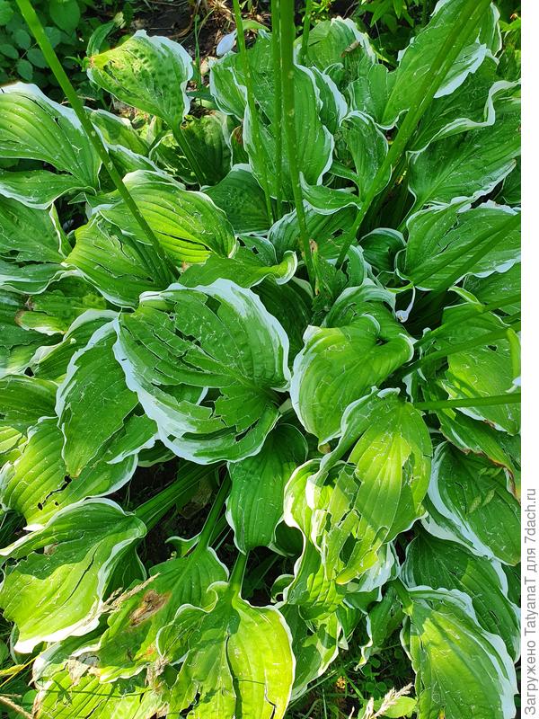 Хоста после града