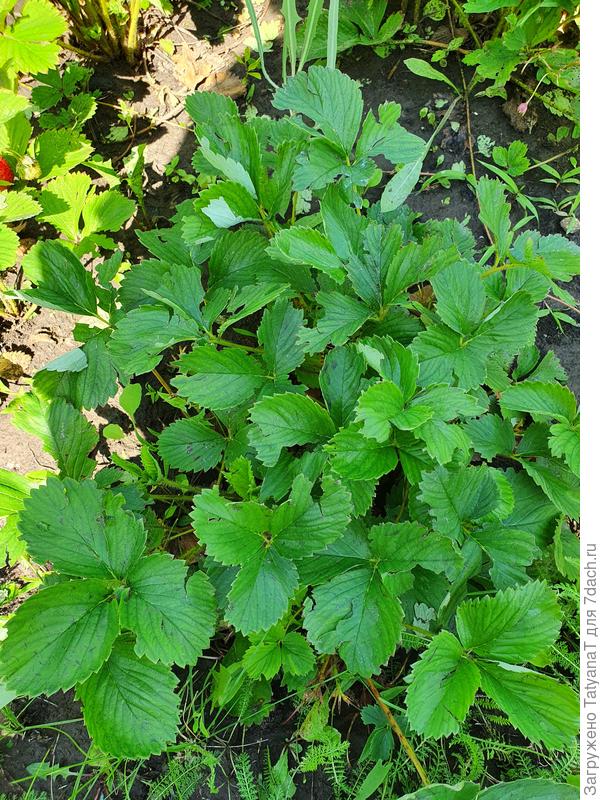 Клубника после града