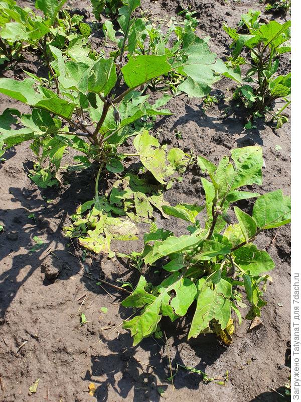 Баклажаны после града