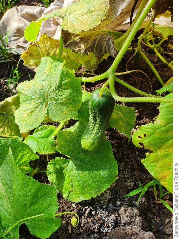 Последний в этом году урожай))))е