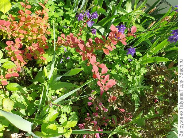 Вейгела, барбарис, водосбор