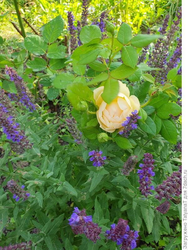 Небольшой букетик от меня