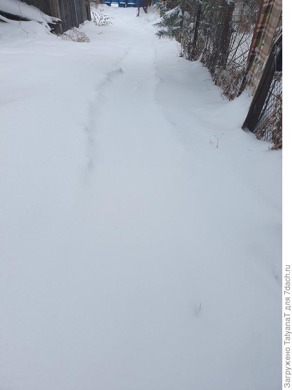 Вчера вечером дорожку чистила, а утром сегодня замело
