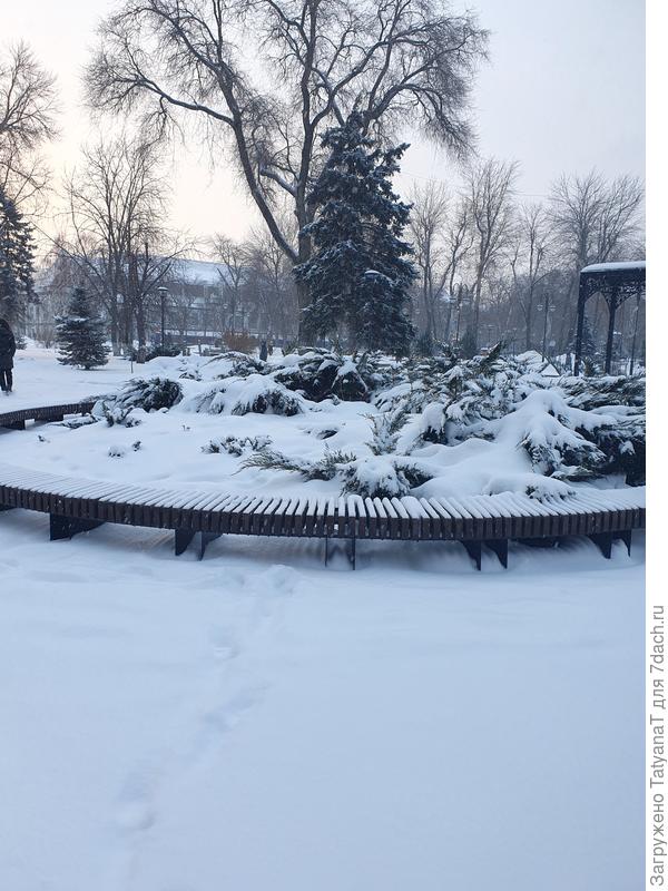 Городская клумба под снегом, в пятницу все хвойные были совсем без снега