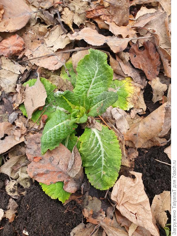 Примула с бутончиками